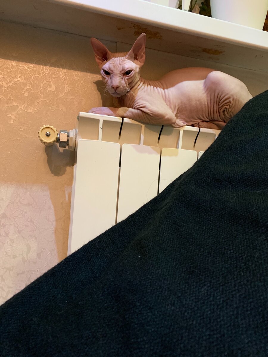 Сфинксы обожают батареи, иногда они поджаривают свой живот 