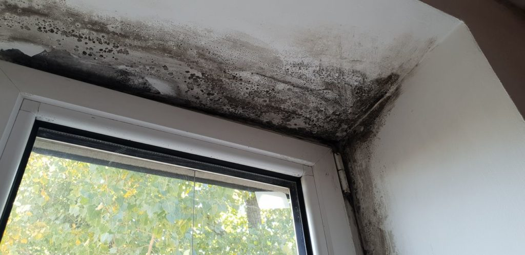 Плесень на окне