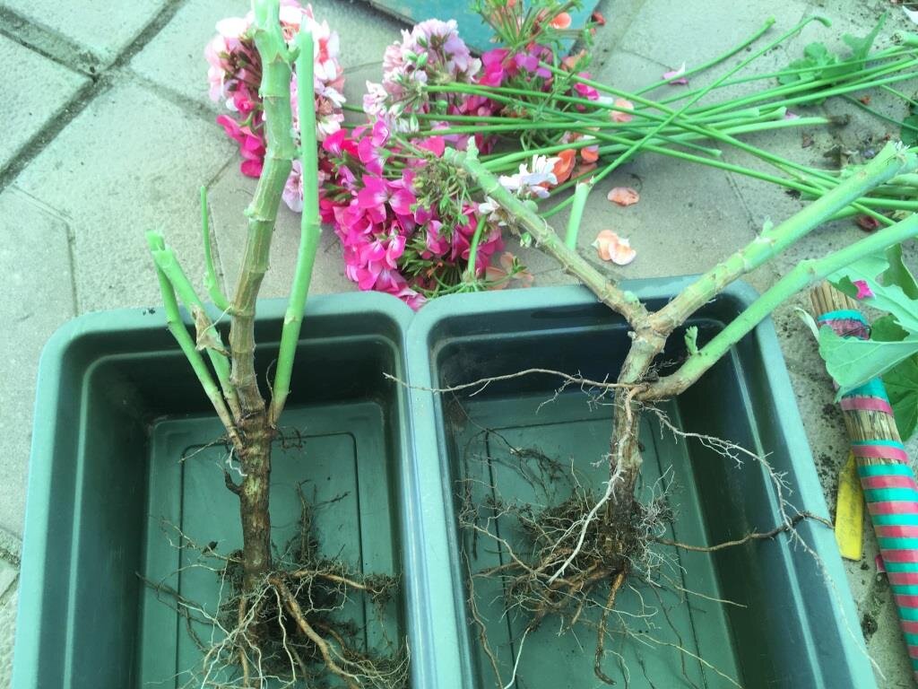 Корешки герани. Как вырастить корни у герани в воде. Можно ли несколько замиокулькасов сажать в один горшок.