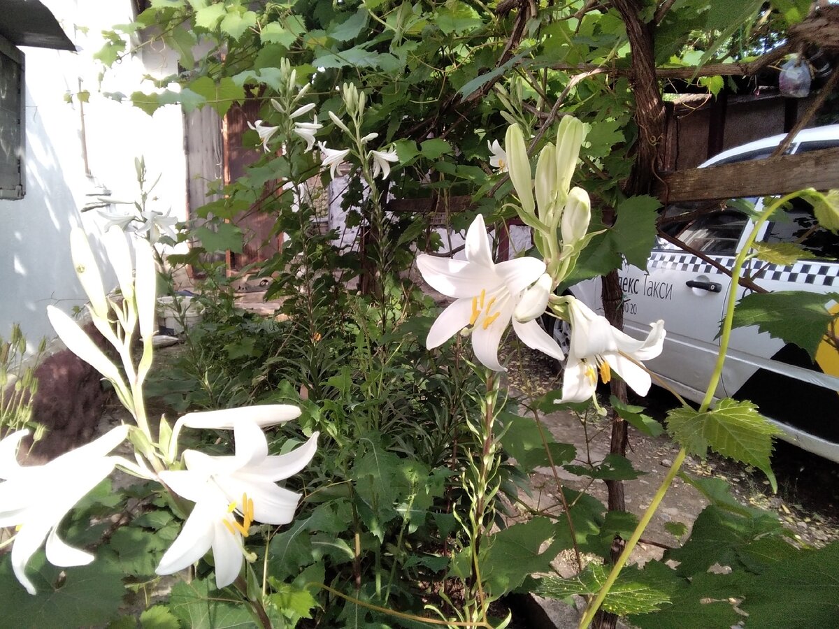 Двор у Марии. (личная фотография автора) 