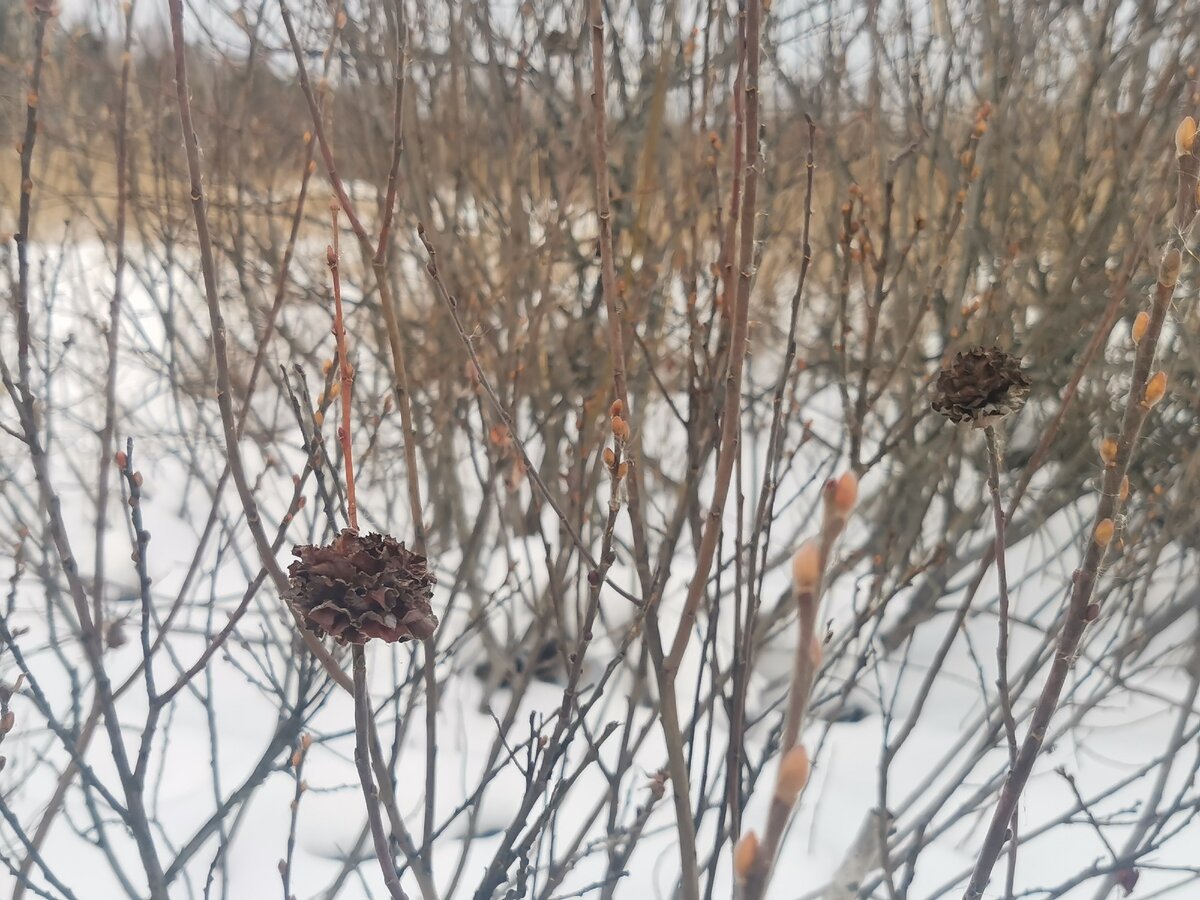 Ивовые "розы". Как видно, это не единичное явление.