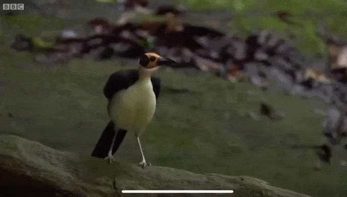 Плешивая сорока