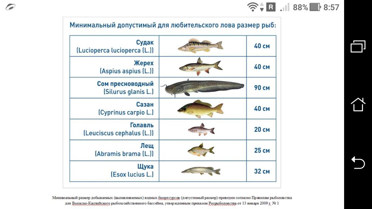 Какую рыбу можно ловить. Таблица размера разрешенной рыбы. Допустимый размер выловленной рыбы. Минимальный размер рыбы. Размеры рыб для вылова.