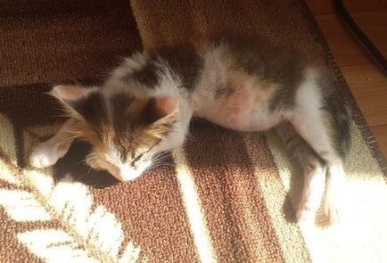 Саранча Кузька.