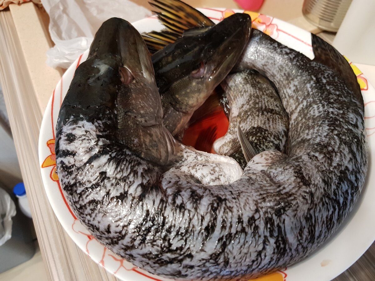 Вот такие рыбки