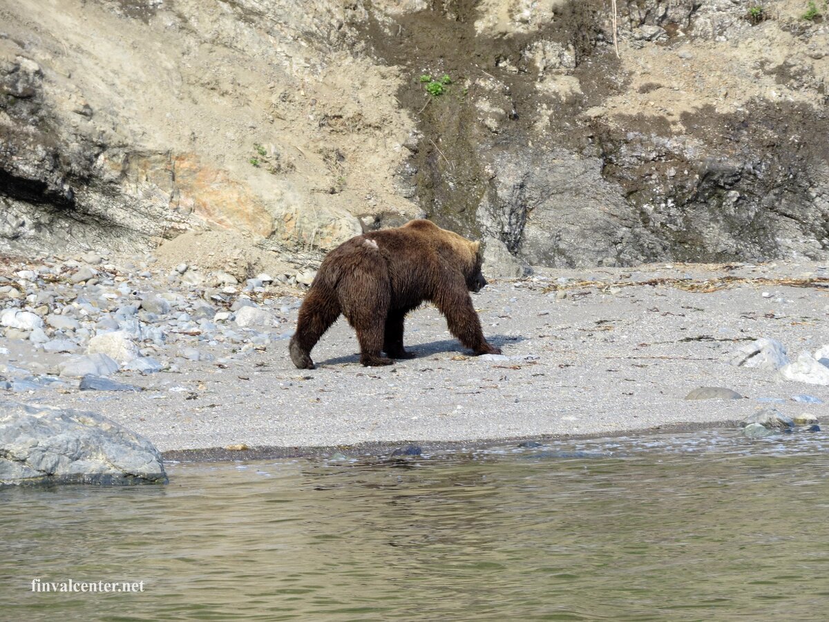 Камчатка. Мирно бредущий по своим делам крупный медведь.