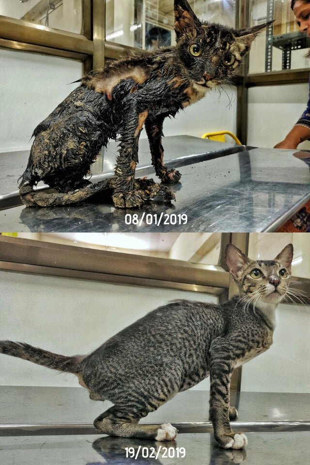 Фото кошек до и после Счастливые истории котиков до и после усыновления: часть 1. SMM в изгнании Дзен