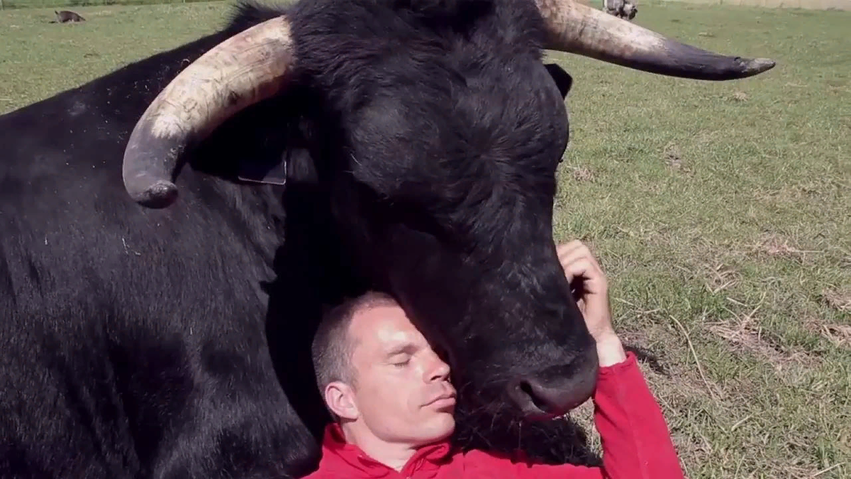 Любовь бык бык. Рога коровы. Корова. Техасский лонгхорн. Девочка и бык.