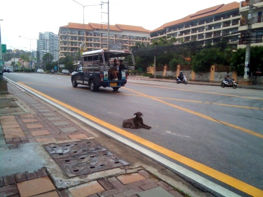 Символы Паттайи - тук-туки и собаки