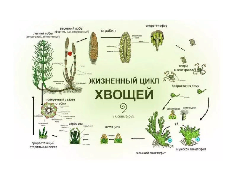 Жизненный цикл развития папоротника
