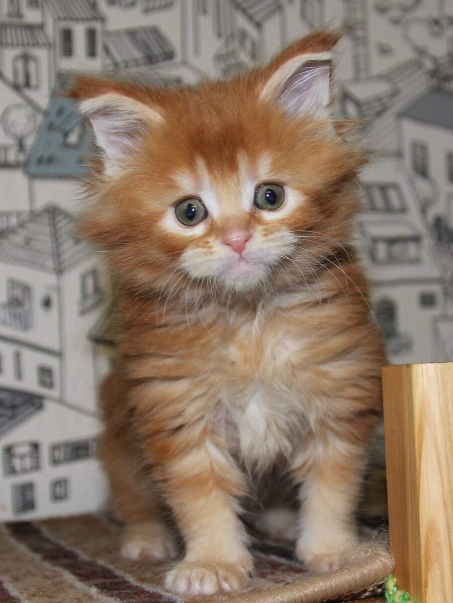 5 недель. Чепушила