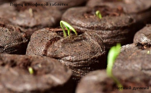 Рассада в торфяной таблетке