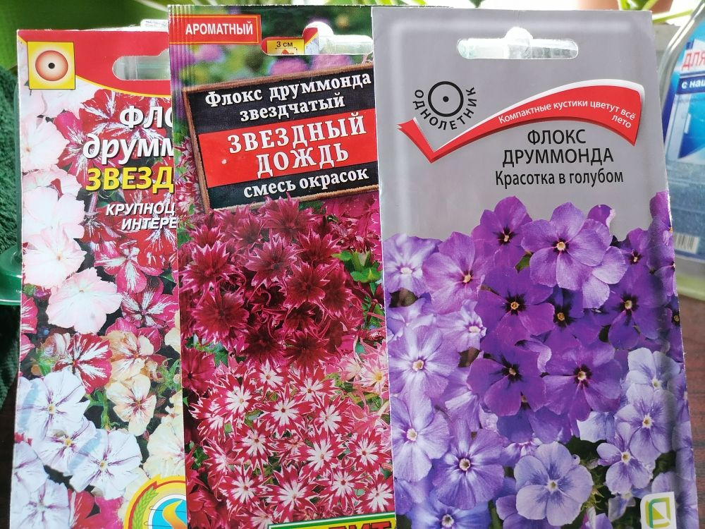 Как выглядят семена однолетних флоксов