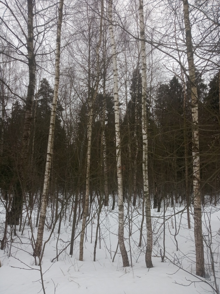 Forest здоровье