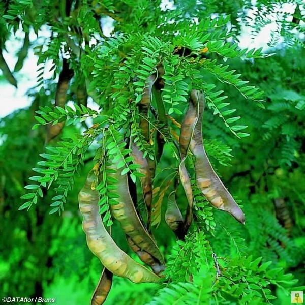  Семена и саженцы "ОТ СИДОРКИНА" 200р.
Гледичия обыкновенная