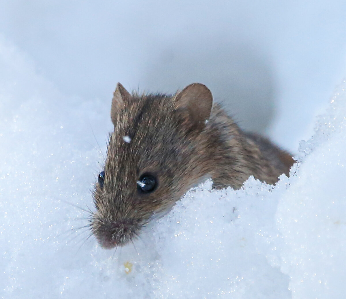 Специалистам Мосприроды удалось сфотографировать мышку в  природно-историческом парке «Покровское-Стрешнево».-1-3