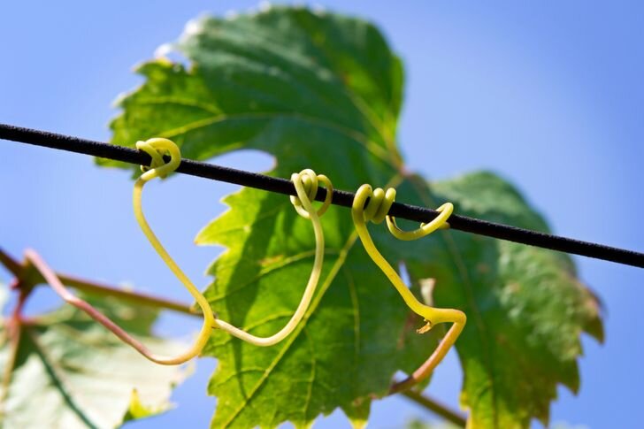 Фото взято из открытых источников.