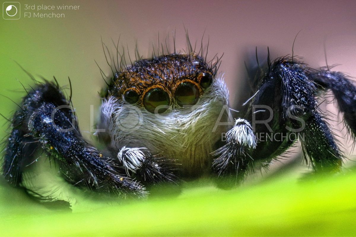 Фото от победителя фотоконкурса в номинации "Макро" - FJ Menchon