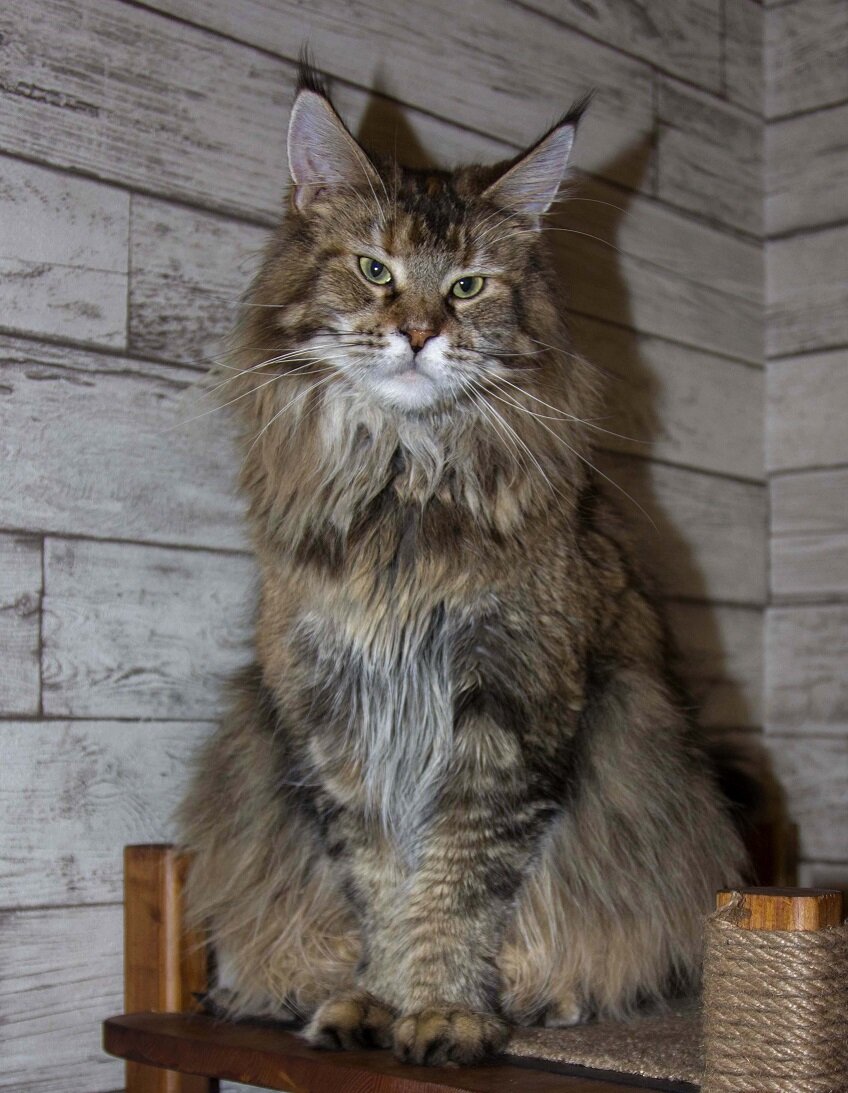 Рысюля - Kidney Gonsior Line*RU