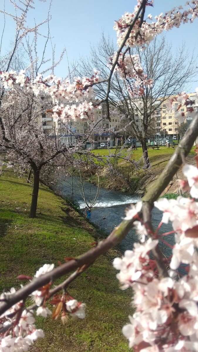 Цветет миндаль