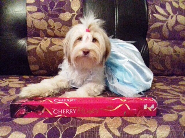 Влада в доме