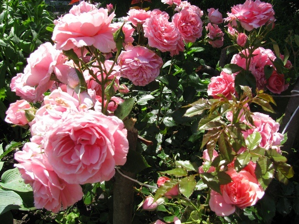 Фото из архива автора