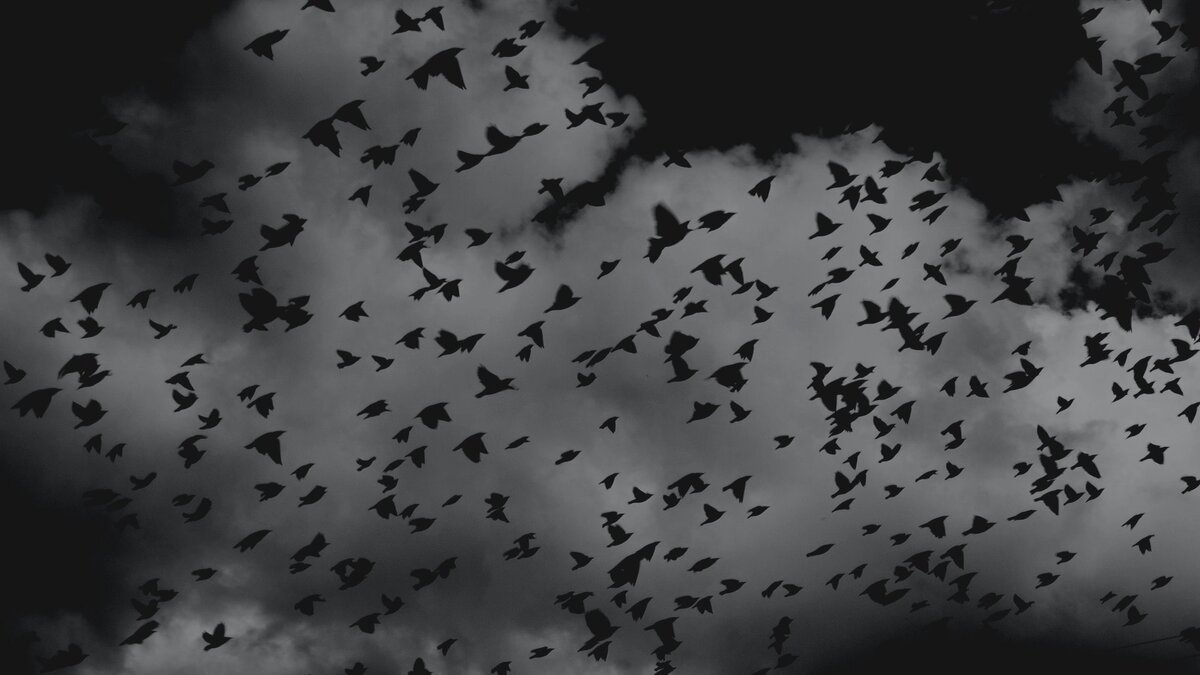 фото Pelly Benassi on Unsplash