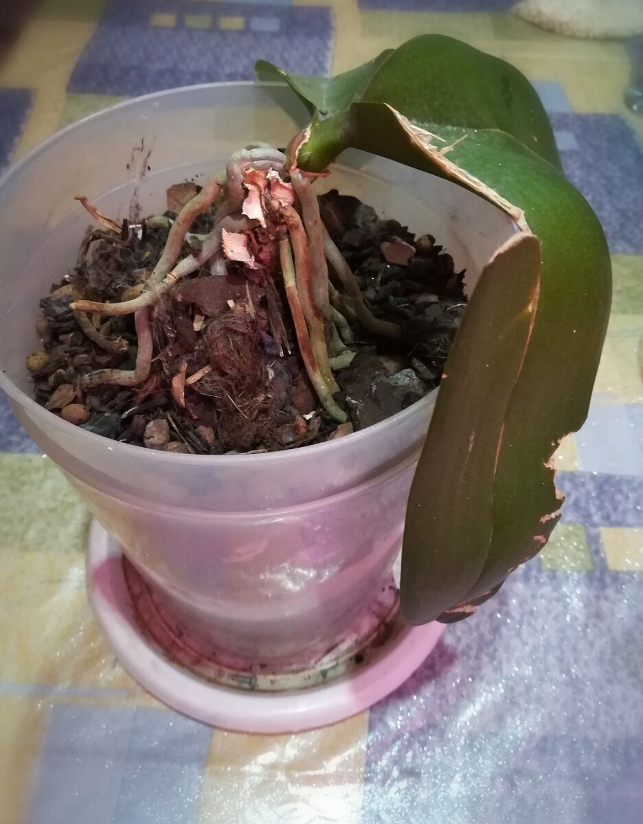 При том, что листья выглядят жутко, корни хорошие