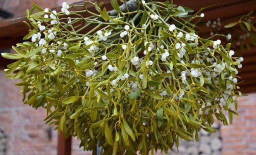 Омела выглядит очень привлекательно. Фото: из открытых Интернет-источников
