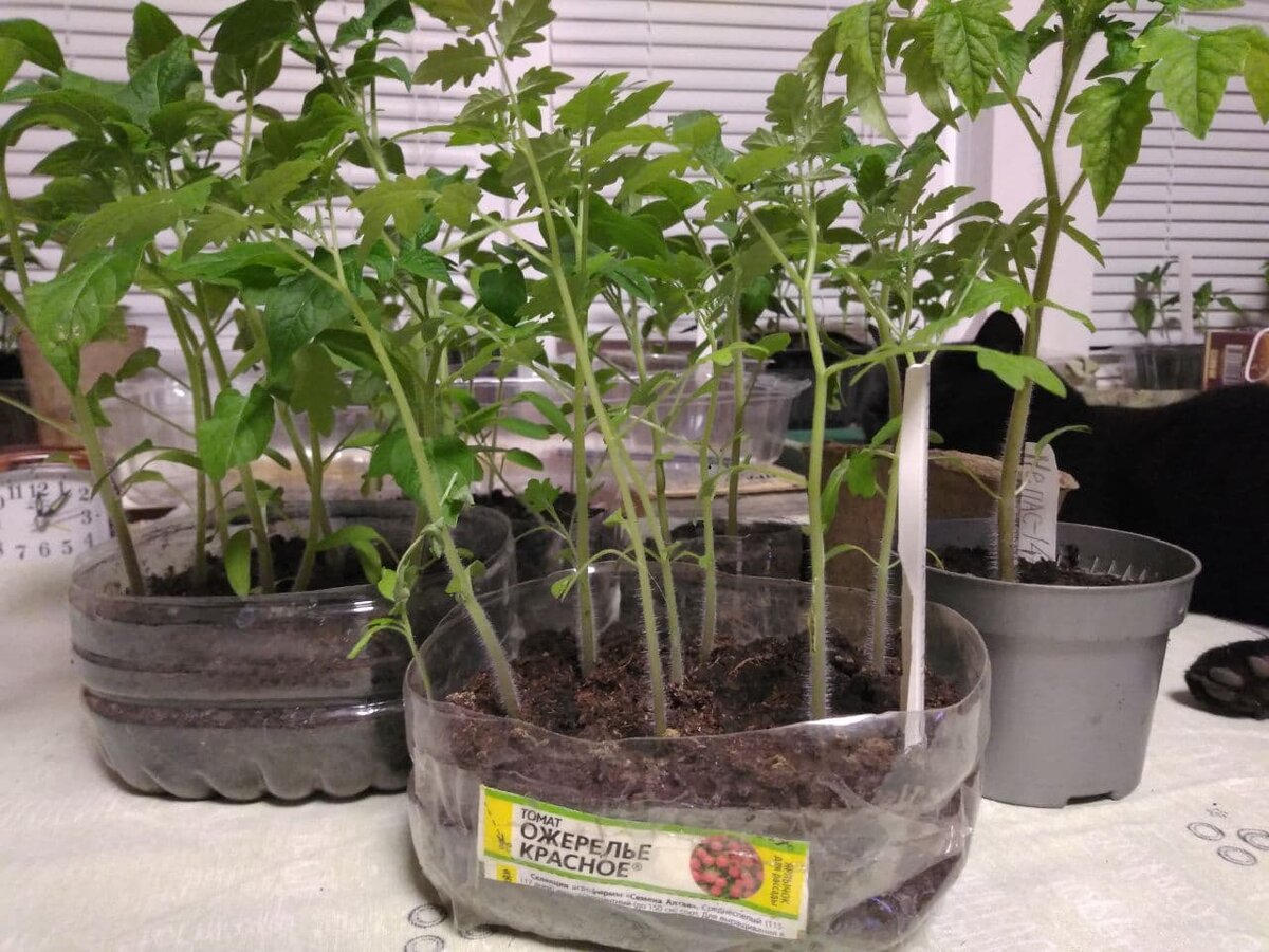 Это та, которую ещё предстоит пересадить. Только что сфотографировала вместе с котом. Лежит - охраняет.