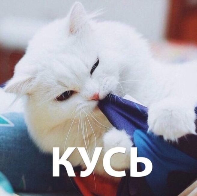 Пушистый способ выразить симпатию