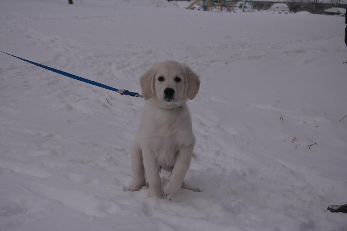 Добавьте описание