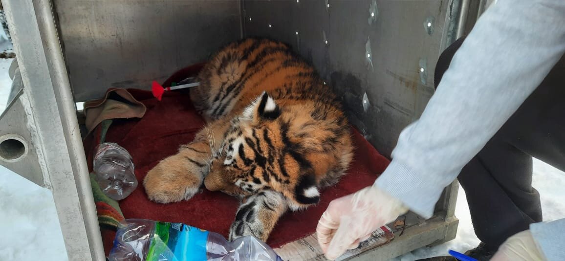 amur-tiger.ru Владивостокским медикам удалось сделать почти невозможное  
