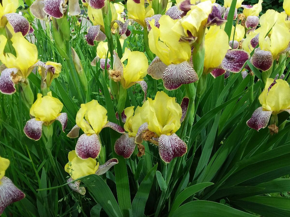 Ирисы нереальные! А у меня не хотят цвести, темно им в моем "склепе".