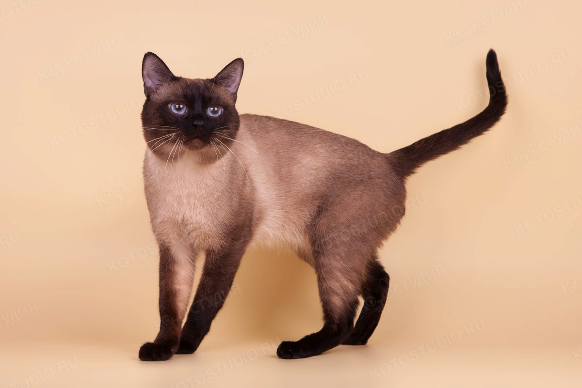 Породы сиамского окраса. Сиамская кошка сил-Пойнт. Сил Пойнт тайская. Тайская кошка сил Пойнт. Тайская порода кошек сил Пойнт.
