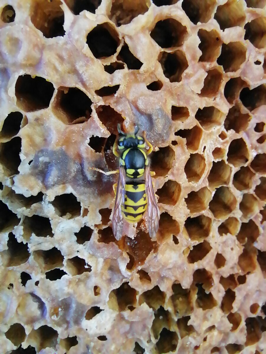 Один из видов ос. Фото автора.