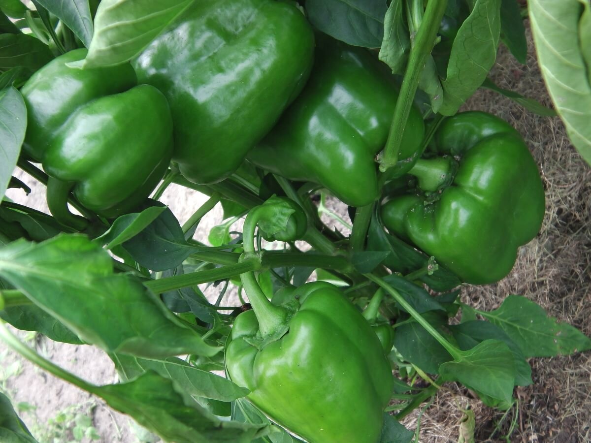 Перец не зреет. Фото автора