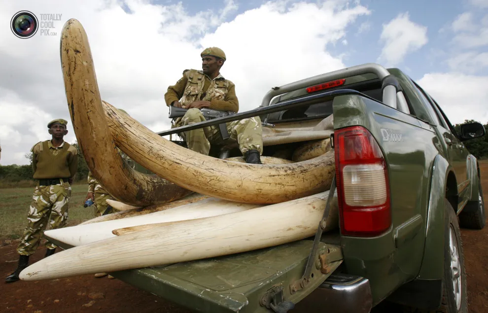 Elephant horns