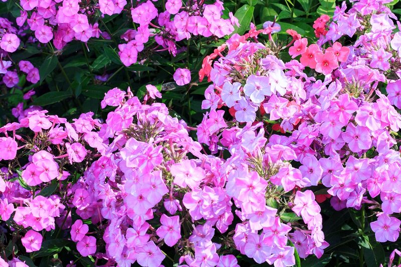 Куст флоксов (Фото используется по стандартной лицензии ©azbukaogorodnika.ru)