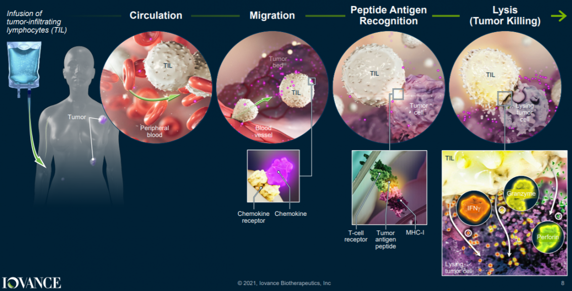 Рис. 2. Механизм действия опухоль-инфильтрующих лимфоцитов (TILs) компании Iovance.  После введения пациенту клетки мигрируют в опухоль, распознают там  антигены опухоли (так как они были выделены у того же пациента, они уже  на это способны). Затем происходит уничтожение опухолевых клеток  активированными Т-лимфоцитами. Источник: презентация Iovance.
