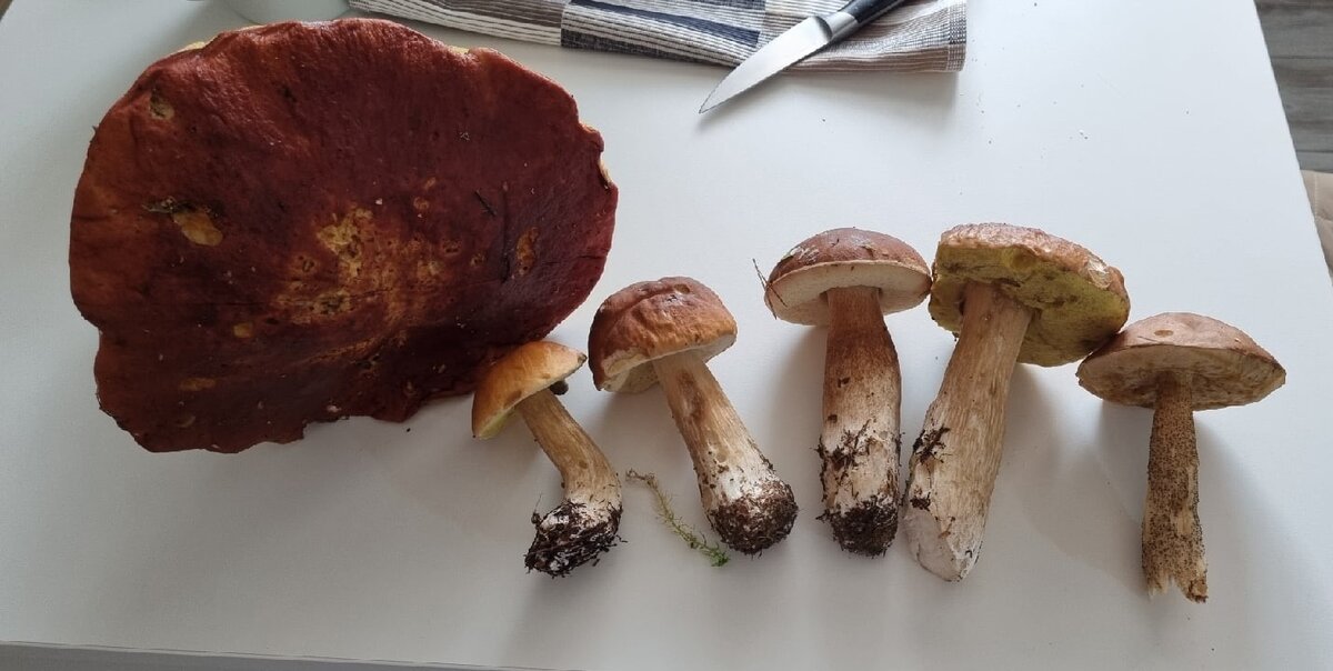 Представители нашего хорошего "улова"