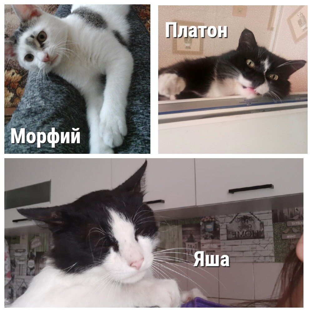 Собственно, знакомьтесь. 