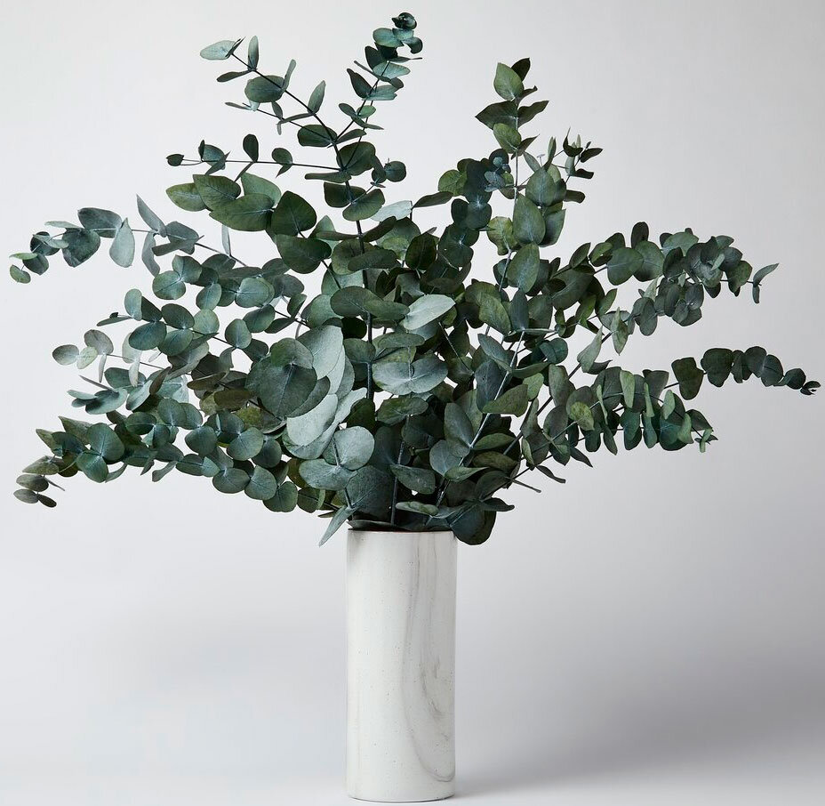 Эвкалипт Eucalyptus - уход за эвкалиптом. Эвкалипт лимонный из семян