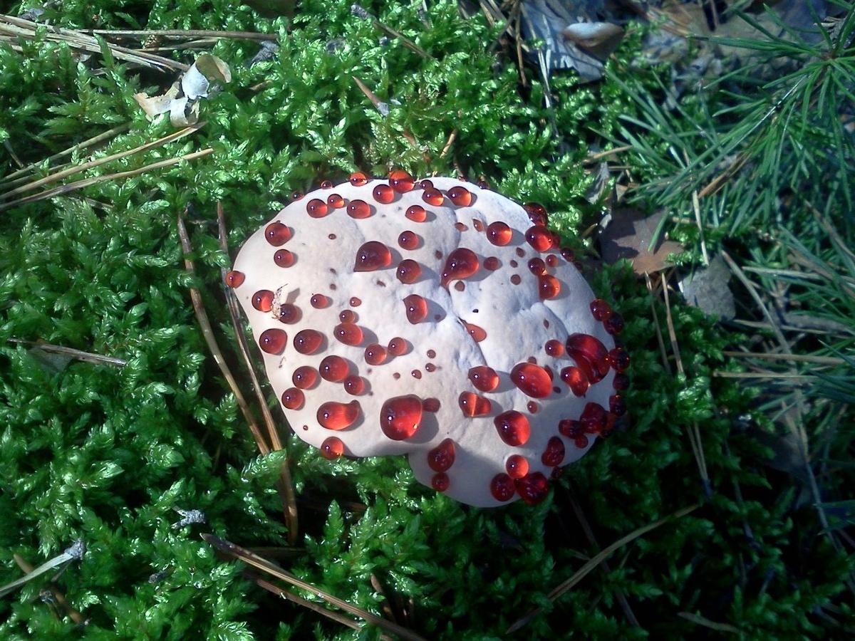 Кровавый зуб