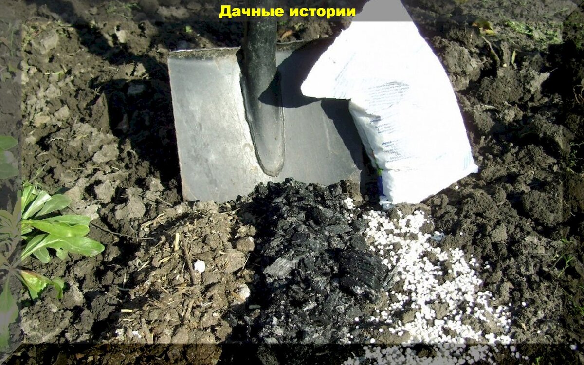 Удобряем правильно. Осеннее внесение минеральных и органических ...