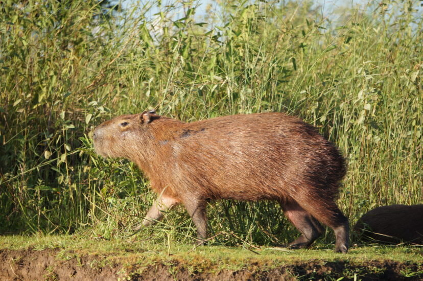Capybara