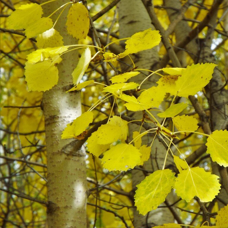 Источник : Яндекс картинки.