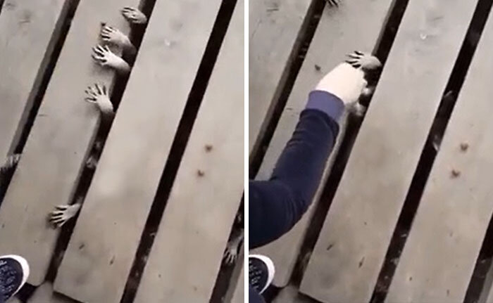 Источник: https://www.reddit.com/r/creepy/comments/b76ld6/raccoon_hands_reaching_through_the_boardwalk/