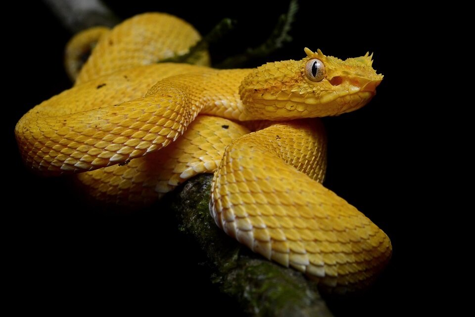 Другое название ботропса – золотая копьеголовая змея. Её внешний вид вполне оправдывает такое поэтичное имя
