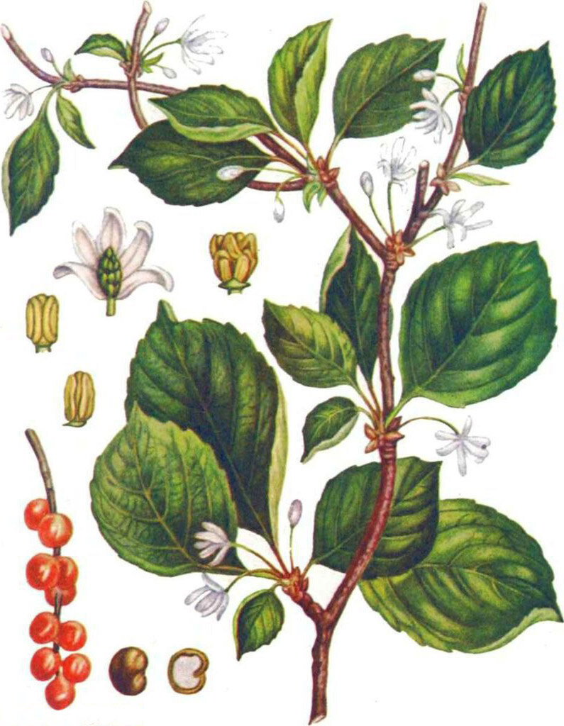 Лимонник китайский / Schisandra chinensis